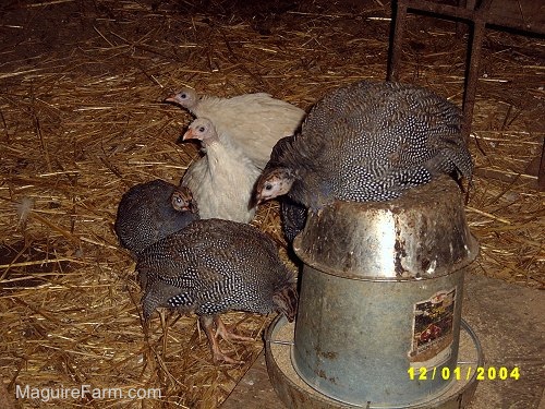 Five guinea fowl are standing on hay and on top of a food feeder.