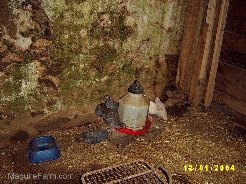 Five keets are standing around a water dispenser next to a blue food bowl inside of a barn stall. There is a stone wall behind them.