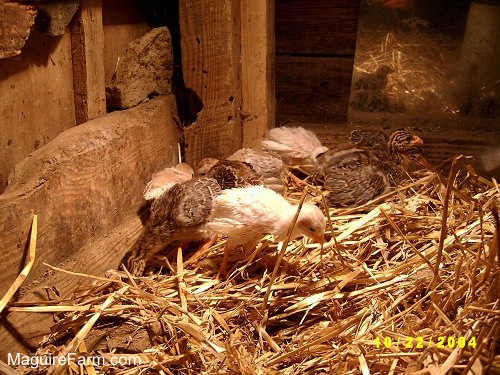 Close up - Nine baby guinea fowl are in a corner on top of hay in a barn stall in front of a mirror