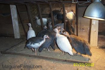 A pile of keets are standing in front of a mirror.