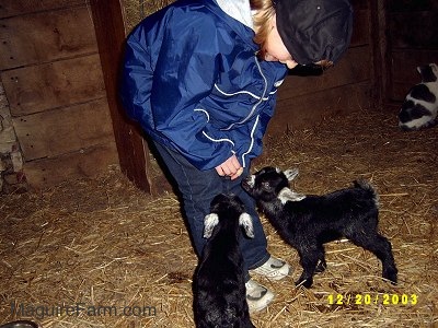 A blonde-haired girl wearing a black baseball cap and wearing a blue jacket is standing in front of two black with white eared goats inside of a barn stall. The goats are smelling the hands of the girl. There is a gray and white cat in the background