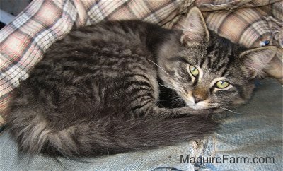 Midnight the 5th as a kitten