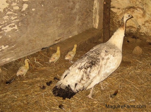 A white, tan with black peahen is walking around a barn with 3 chicks following her