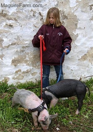 A blonde-haired girl is standing against a white stone wall holding the leashes of A Black with Pink pig and a gray and pink pig. The pigs are wearing black harnesses.