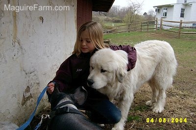 A blonde-haired girl is kneeling in front of a white stone barn wall with her arm around a large white Great Pyrenees dog. The black and pink pig is in front of them.