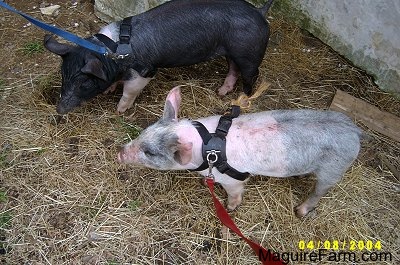 A black with pink pig and a gray and pink pig are standing next to a white stone wall wearing leashes and harnesses.