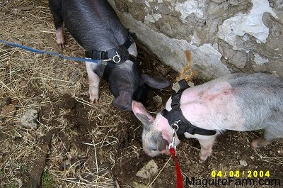 A black with pink pig and a gray and pink pig are digging through mud next to the white stone wall of a barn.