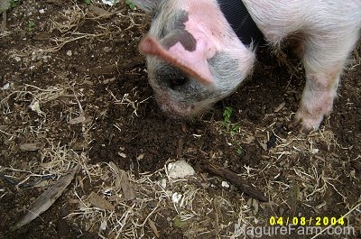 A gray and pink pig is digging through mud with its nose