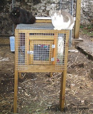A longhaired black cat and a shorthaired grey and white cat are laying on top of a rabbit hutch with the grey rabbit in it