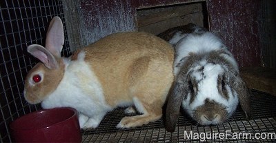 A tan with white perk eared rabbit is standing to the left of a white and grey drop eared rabbit