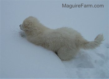 A Great Pyrenees puppy is hopping through deep snow