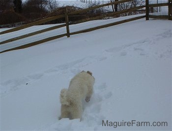 A Great Pyrenees puppy is running through a field of deep snow