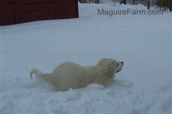 A Great Pyrenees puppy is running in very deep snow that is past her belly. You cannot see her legs.
