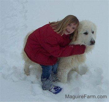 A smiling, blonde-haired girl in a red coat is hugging an adult Great Pyrenees in deep snow.