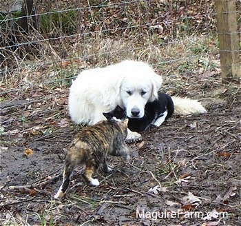 A large white Great Pyrenees is laying in front of a wired fence and there is a black and white cat laying under the dog's head. There is a calico cat walking towards them.