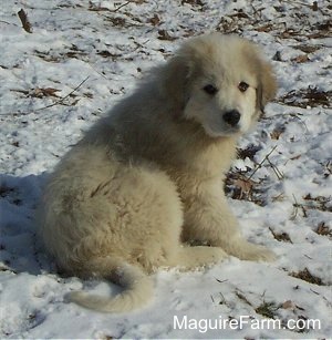 A white with tan Great Pyrenees puppy is sitting on the ground that has a small amount of snow covering it
