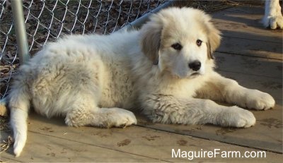 A white with tan Great Pyrenees puppy is laying on the floor of an outdoor dog kennel. There is a chainlink fence behind it