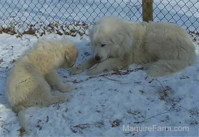 A Great Pyrenees puppy has its back facing the camera holder. It is looking down at the adult Great Pyrenees dog who is laying down in snow. They both have there heads lowered
