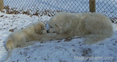 A Great Pyrenees puppy and an adult Great Pyrenees dog are face to face laying down in snow with their front paws overlaping. They are in front of a chainlink fence