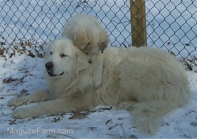 A Great Pyrenees puppy is climbing on the back of an adult  Great Pyrenees Dog. There is a chainlink fence behind them