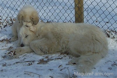 A Great Pyrenees puppy is sitting behind a Great Pyrenees dog that is laying in snow on its side. The puppy has its paw and snout on the adult dog's head. There is a chainlink fence behind them