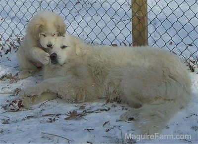 A Great Pyrenees puppy has its paws on the face of a Great Pyrenees Dog who is laying on its side in snow, with snow all over it