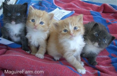 Four little kittens all lined up in a row on a blue and red towel. The two on the ends are black and white and the two in the middle are orange and white.