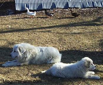 In the background there are three ducks walking past a spring house. A Great Pyrenees Dog is laying to the left and A Great Pyrenees Puppy is laying to the right