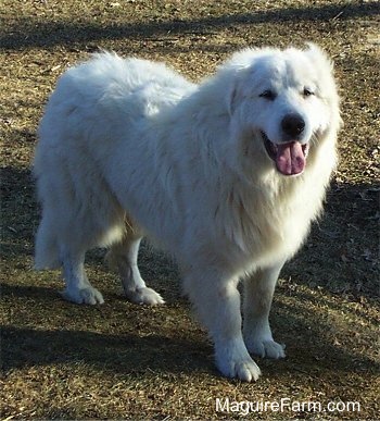 Close Up - A Great Pyrenees dog is standing in a field. His mouth is open and its tongue is out. He looks happy.