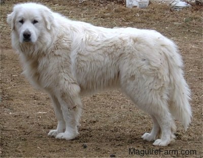 A Great Pyrenees is standing in a dirt field and looking to the left