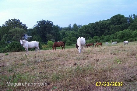 Horses are grazing in a field. One horse is looking towards the camera holder. There is a gate and fence in the background. Three of the horses are white and the rest are brown.