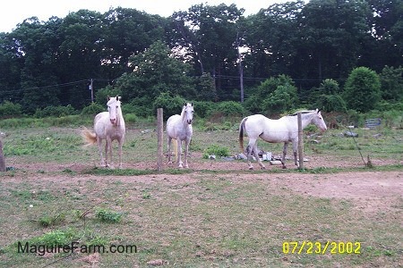 Three White Horses are stanfing in front of a wire fence