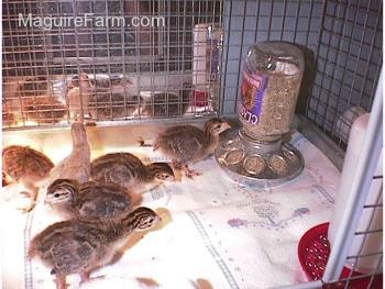 One keet is looking at its reflection in a mirror, which is placed behind the cage. One keet is standing in front of the feed dispenser. A couple are walking to the right of the cage and others to the left