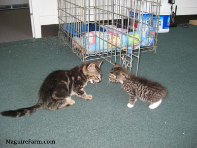 Two kittens face to face on a green carpeted floor with a gray dog crate behind them.