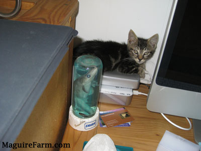 A tiny gray tiger kitten laying on top of a time machine hard drive next to a Mac computer on a This End Up wooden computer desk. There is a container decoration of a dead shark fish in water front of the kitten.