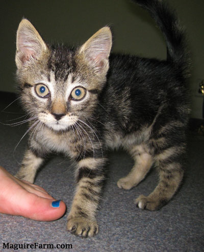 A kitten on a gray rug with a humans foot that has blue nail polish on the nails in front of it. The kitten is looking wide eyed at the camera.