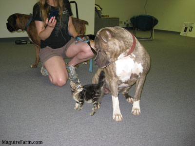 A gray blue-nose brindle and white pit bull looking down at a tiny gray tiger kitten on a gray carpet inside of a room.