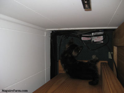 The space on the floor behind the desk and the shelf with a kitten laying on the floor.