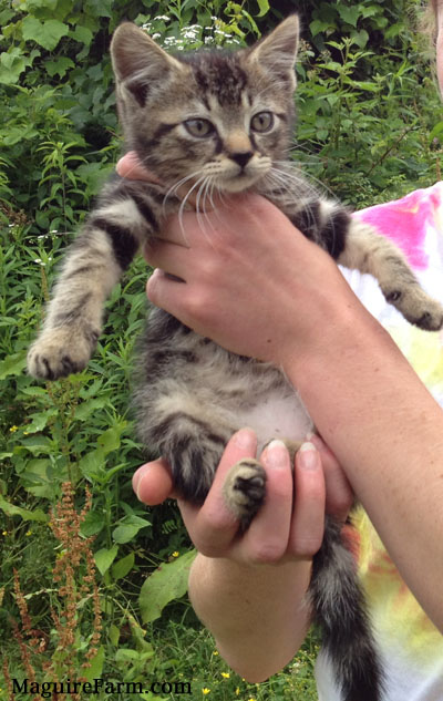 cat with banjo