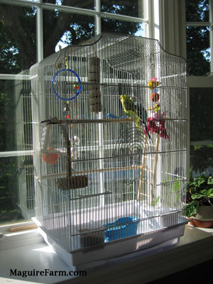 A white bird cage with a lot of toys in it on the ledge of a bay window with a blue with black and white and A green and yellow with black parakeet who are standing on a wooden perch.