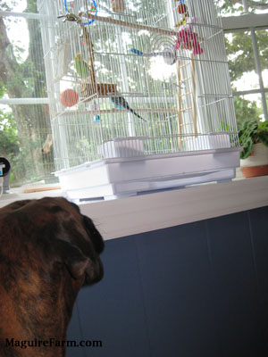 A brown brindle Boxer dog is looking up at a bird cage with a green and yellow with black parakeet inside of it.