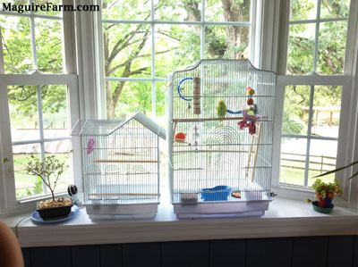 Two white bird cages are on a bay window sill. There is a dropcam and a bonsai plant on the left of the cages and another small plant on the right. A green and yellow parakeet is perched on a wooden stick inside of the larger cage.