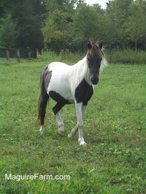 A brown and white paint pony is trotting in a field