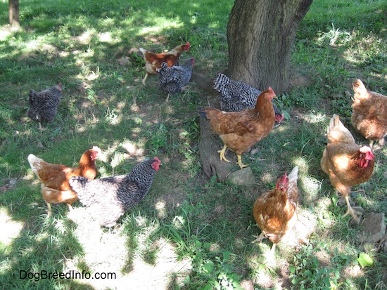 Ten Chickens are laying and walking under the shade of a tree