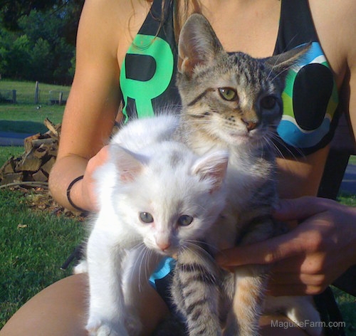 A white kitten and a tiger kitten being held by a girl outside in a grassy area
