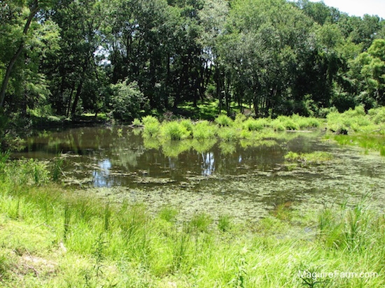 A summertime view of a pond containing algae and woods surrounding it
