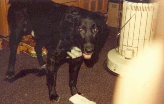 A large breed black dog with a white chest standing in a living room next to an old 1985 kerosene heater with a sock on the floor in front of the dog. The dog has a black nose and brown eyes and his pink tongue is showing.