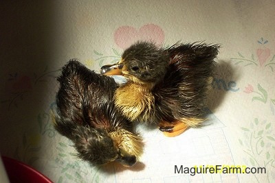 View from above - One duckling is standing overtop of a sitting duckling on a white paper towel