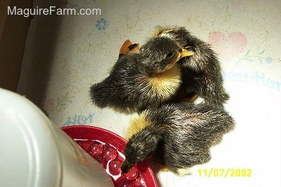 Three ducklings are on top of each other. One duckling is getting a drink from a red water dispenser