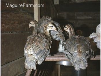 Three keets are standing on a metal bar of an old hay rack that is sideways on the floor of the coop.